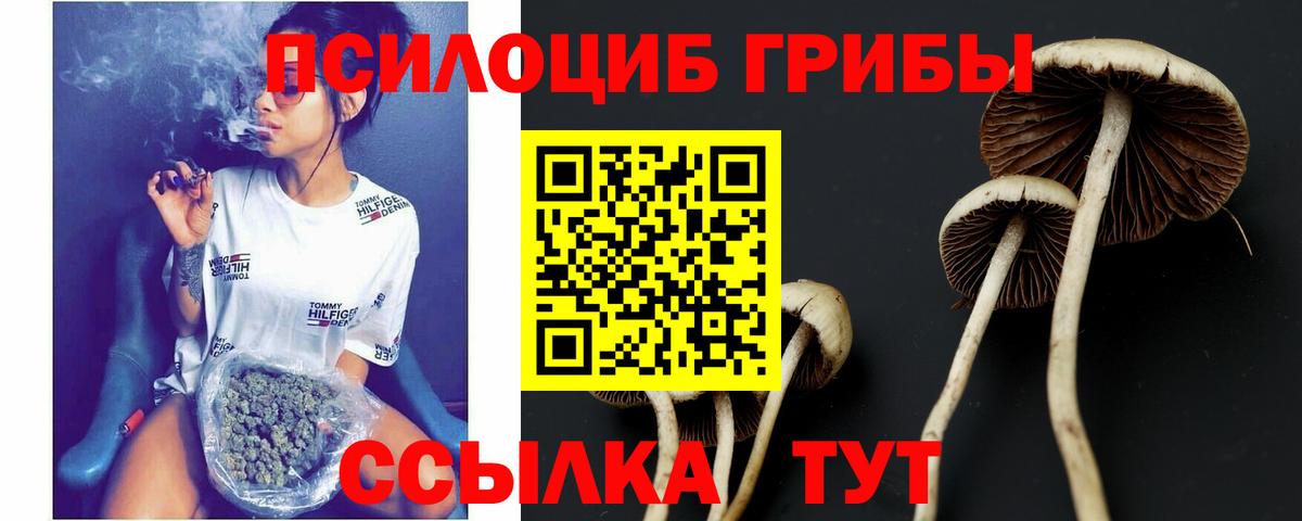 Галлюциногенные грибы Psilocybe Заволжье
